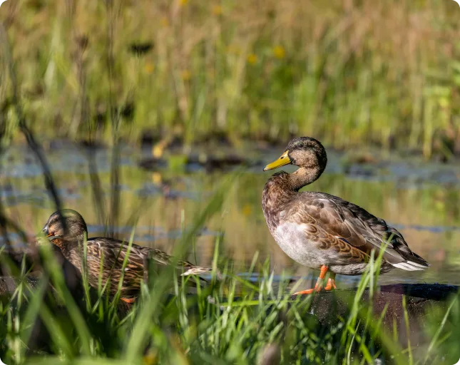 Ducks Unlimited TERAGO Customer Story Testimonial Canada Managed SD-WAN